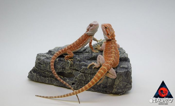 Бородатая агама Hypo Orange