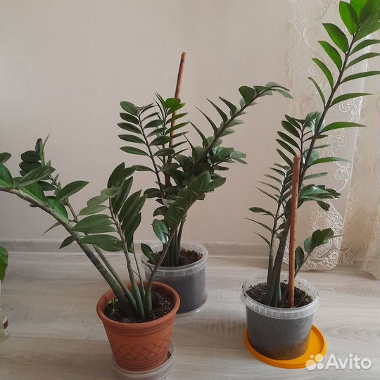 Замиокулькас