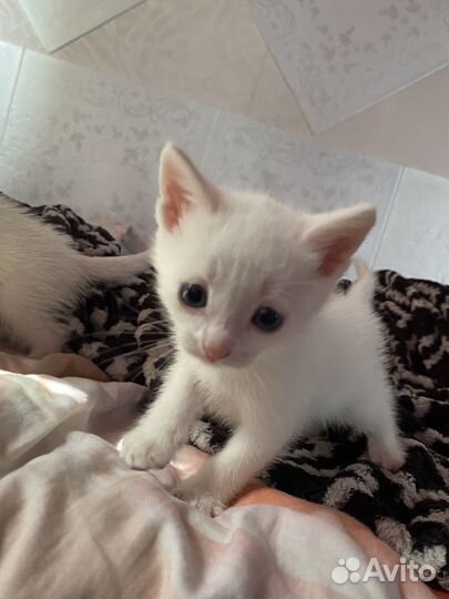 Котенок 1.5 месяца