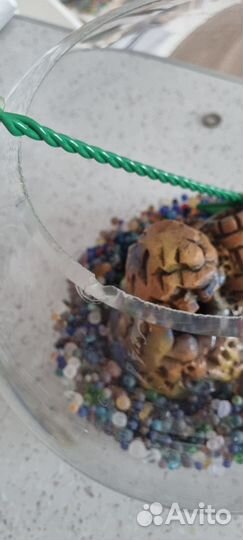 Аквариум на 7 литров