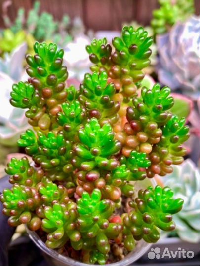 Седум rubrotinctum redberry (суккуленты)