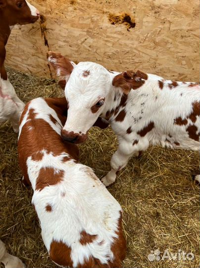 Телята бычки тёлки доставка бесплатная