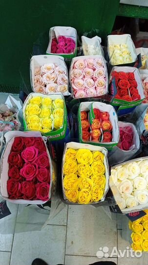Роза Голландия микс