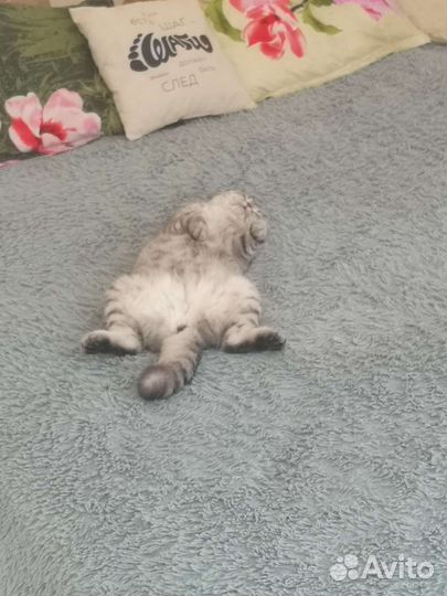 Отдадим кошку в добрые руки