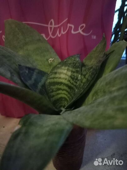 Цветы. Сансевиерия / тëщин язык