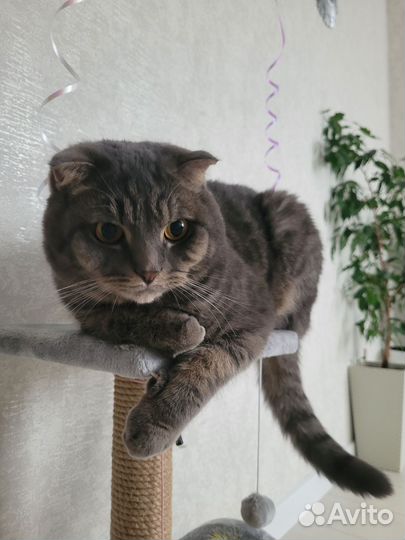 Скоттиш фолд