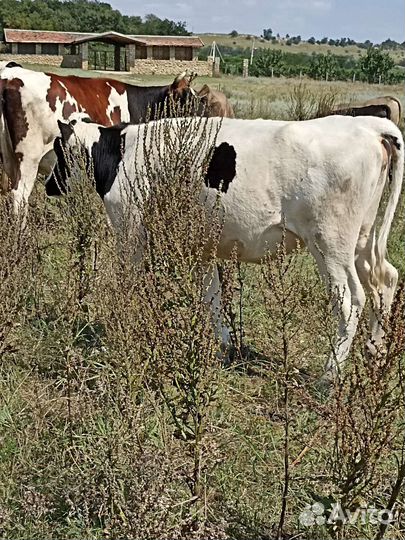 Телки стельные