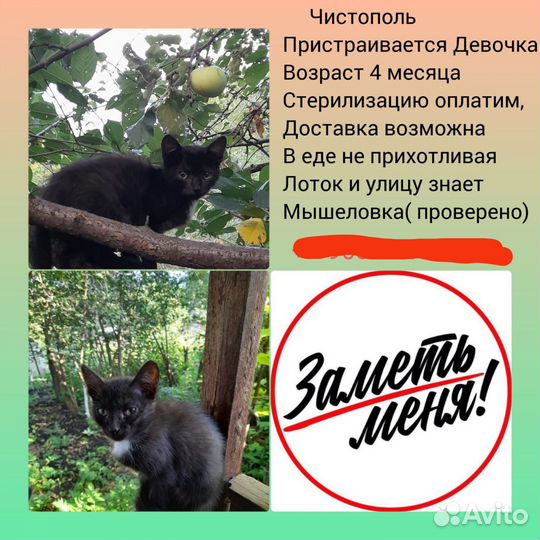 Кошка в добрые руки