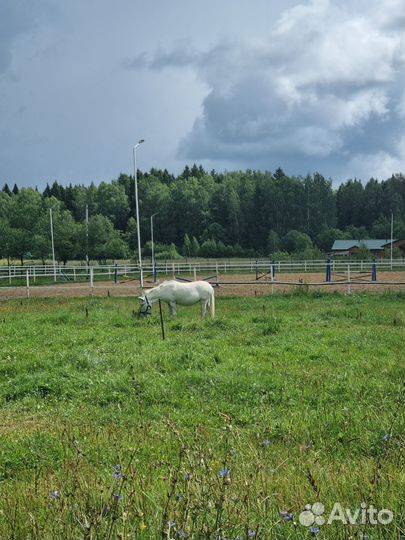Постой для лошадей