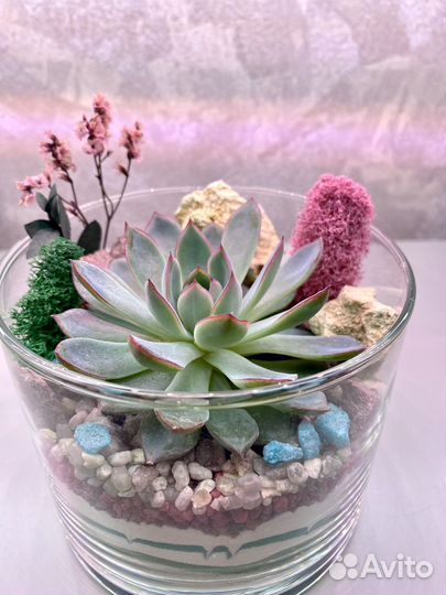 Флорариум с эхеверией
