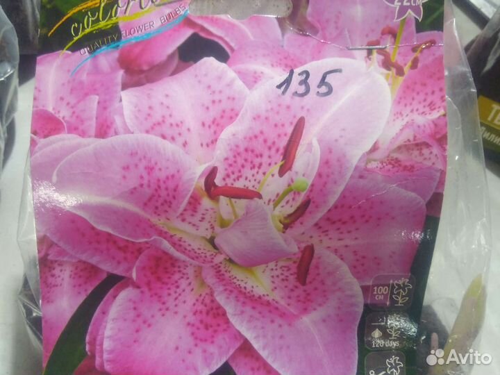 Восточные лилии