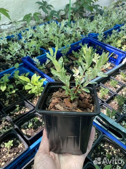 Продаю иву Хакуро Нишики Ставрополь