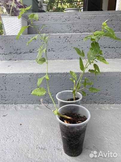 Пассифлора