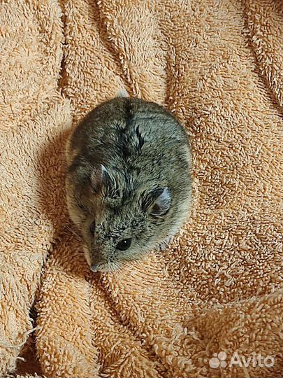 Хомяк с клеткой