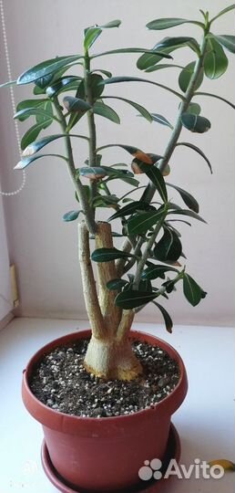 Адениум (роза пустыни )