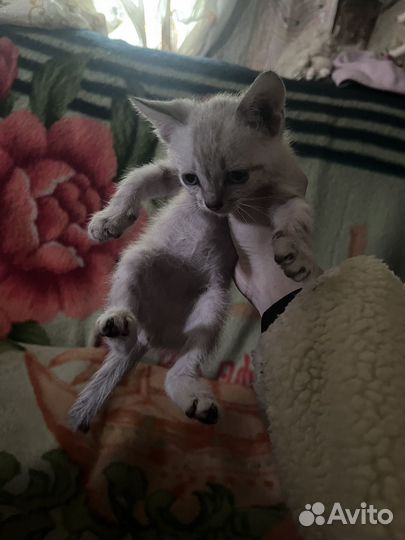 Тайские котята