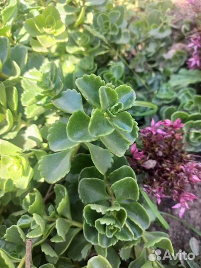 Почвопокровные растения