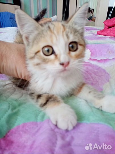 Кошечка в добрые руки