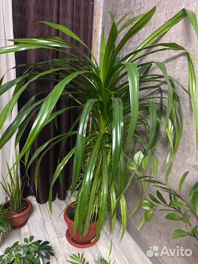 Пальма панданус