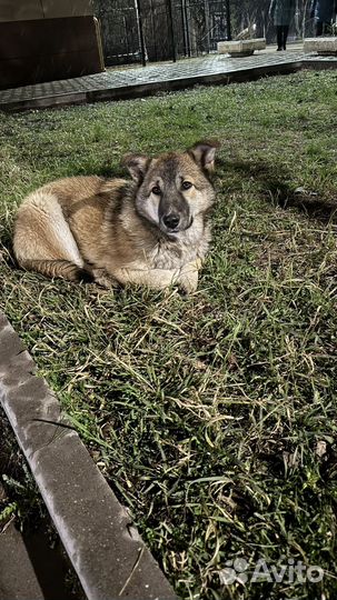 Щенок мальчик