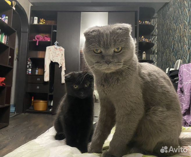 Кошка в дар