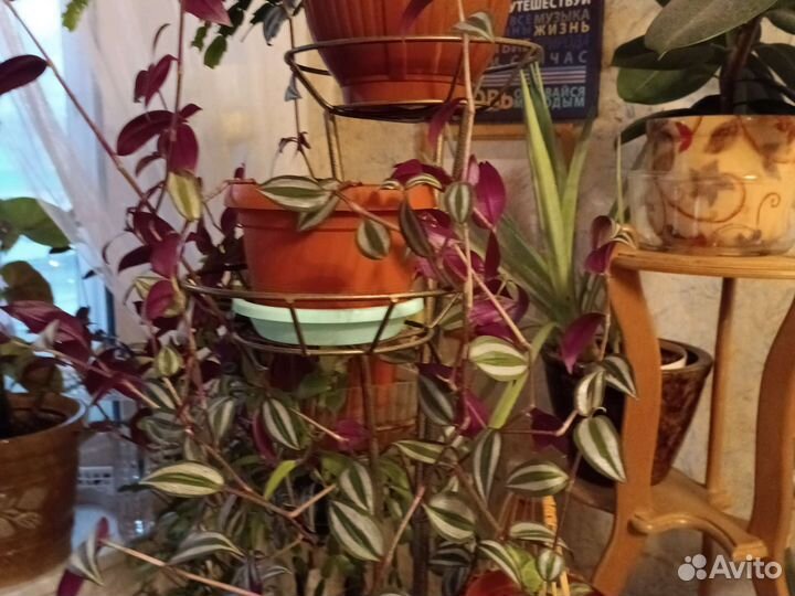 Традесканция фиолетовая