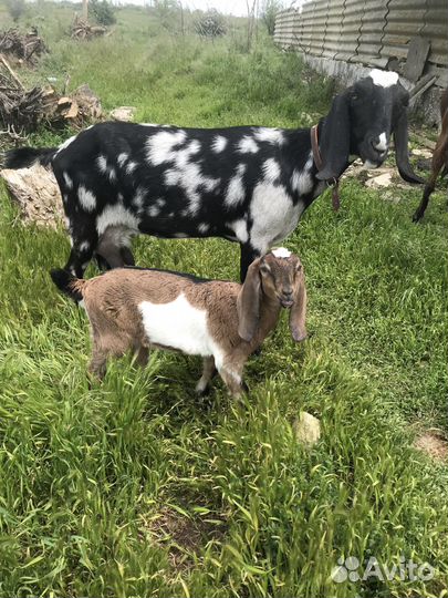 Нубийские козлята лучших линий России и Европы