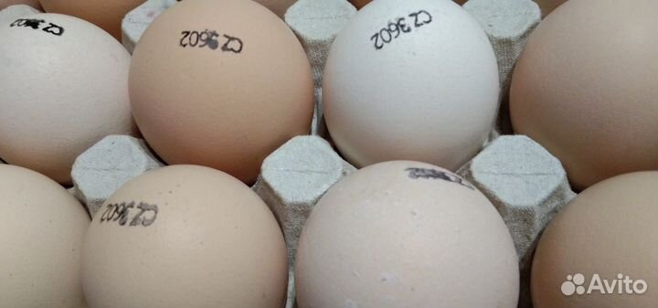 Инкубационное яйцо