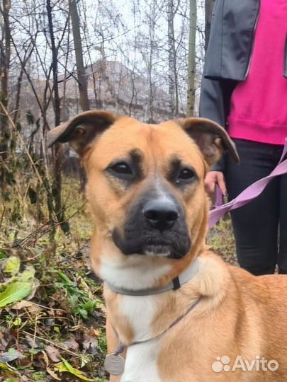 Красотка Айна в поисках семьи