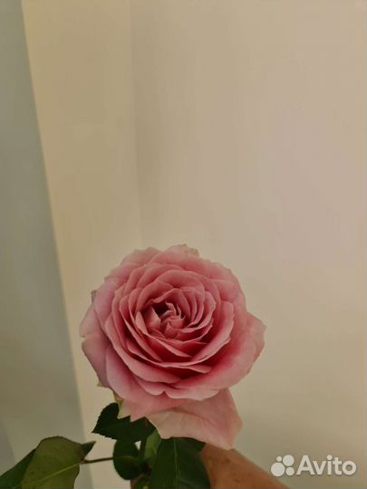 Розы и букеты