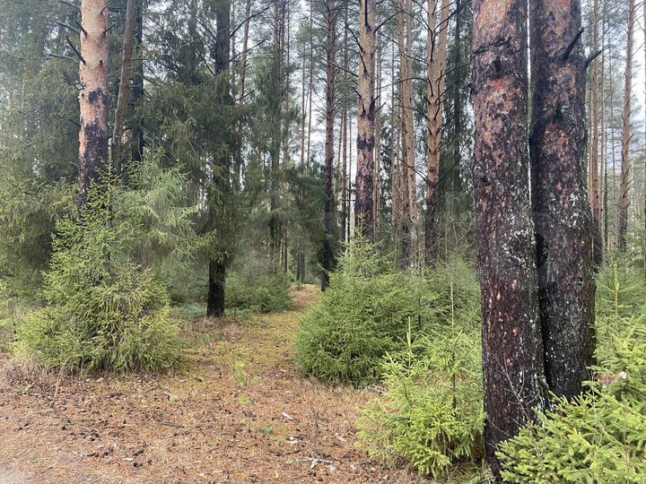 Участок 57,5 сот. (СНТ, ДНП)