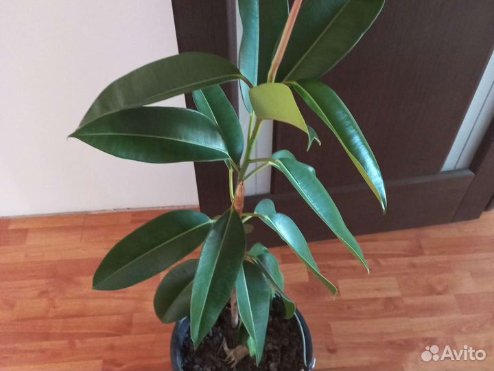 Фикус каучуконосный