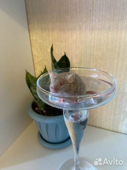 Декоративные мышки