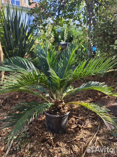 Цикас саговник