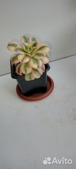 Эониум Старберст