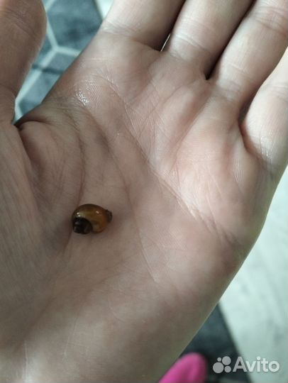 Улитки ампулярии