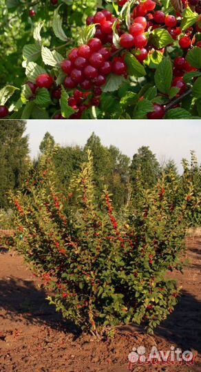 Вишня кит.,смород.красная