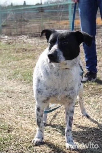 Буля хочет домой