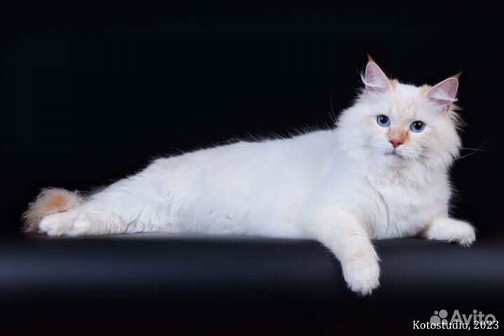 Невский маскарадный кот