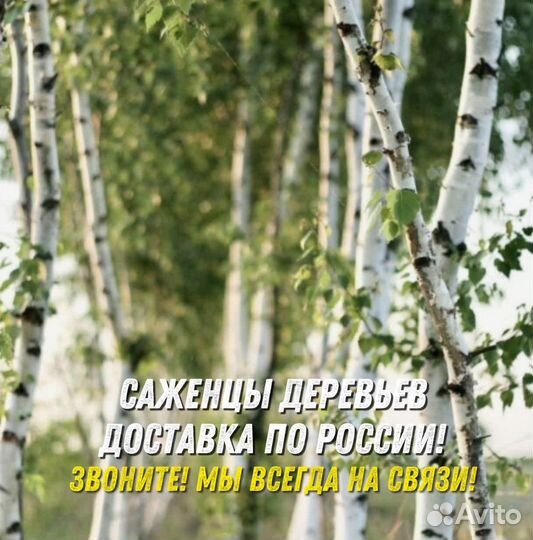 Береза повислая саженцы 150 см