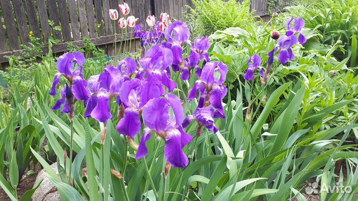 Ирисы