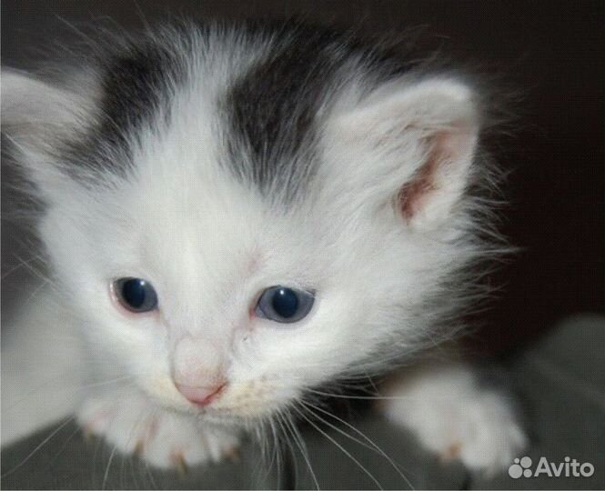 Котята в добрые руки даром