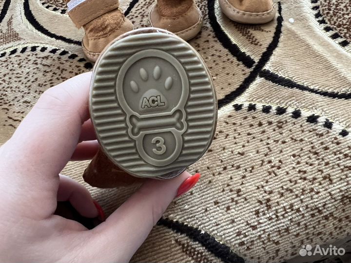 Одежда для собак