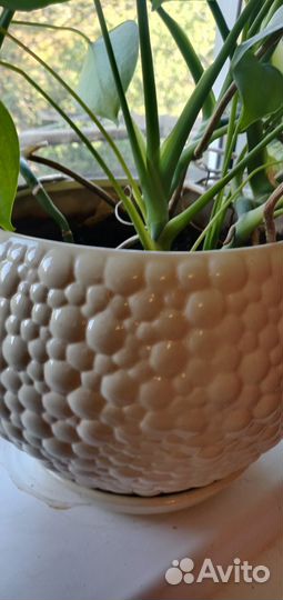 Монстера 4паростка,с горшком