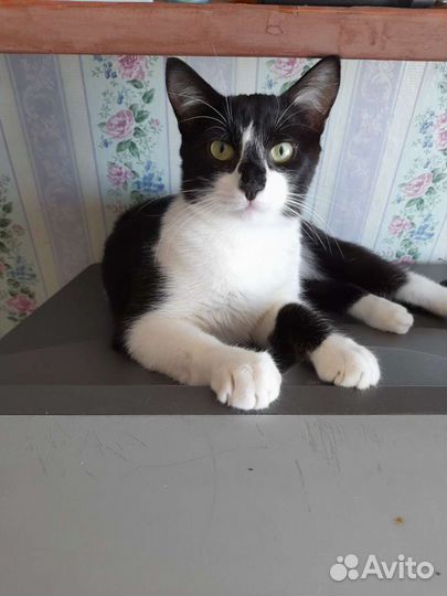 Котик в дар