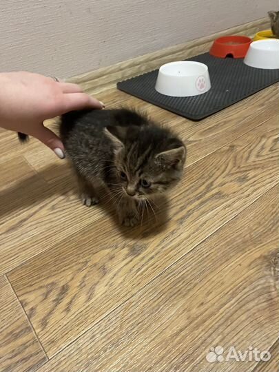 Шотландские котята
