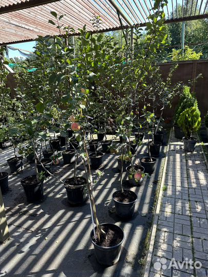 Яблони 3х летние зкс