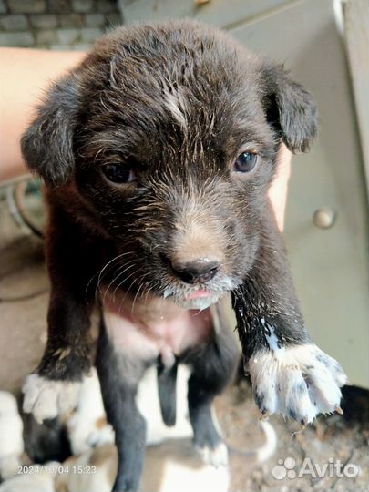 Щенки в добрые руки