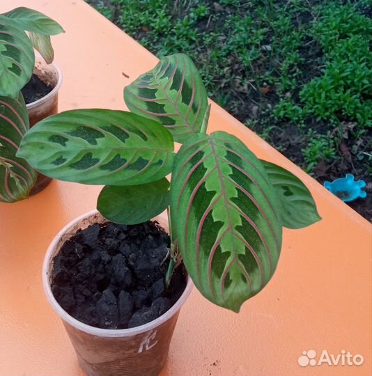 Маранта триколор