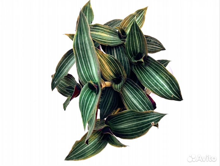 Традисканция